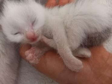 Мышыктар: Котёнок, возраст примерно 1–2 недели. Окрас белый с серыми пятнышками — 4