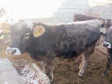 собака спанель: Продаю | Бык (самец), Музоо, торпок | Алатауская | На откорм — 7