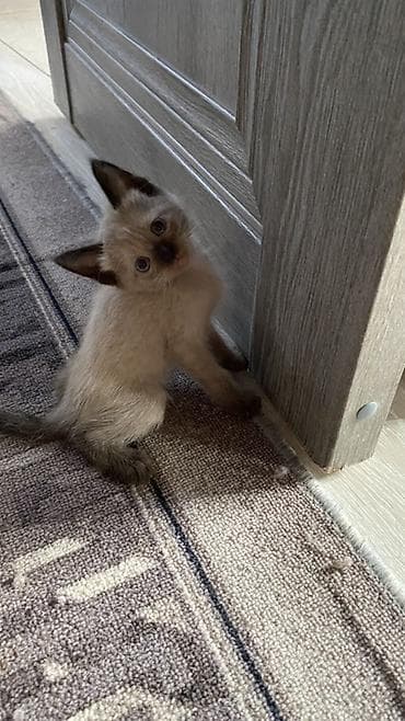 котята каракол: Сиамская, 2 месяца, Мальчик, Приучена к лотку — 3