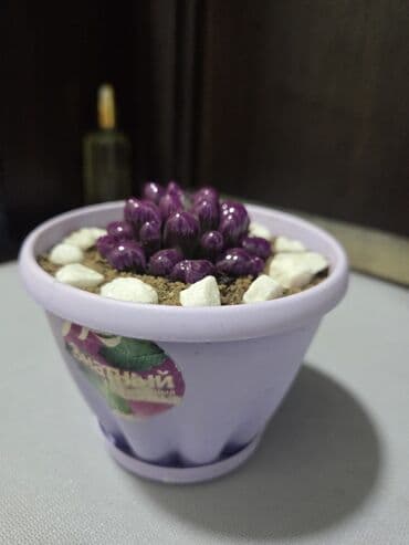 комнатное дерево: Комнатные растения: 1) Хамедорея (дипсис) в декоративном горшке - — 8