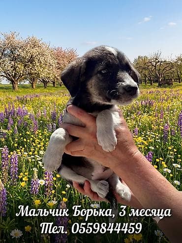 scottish fold: 4 месяца, Самка — 10