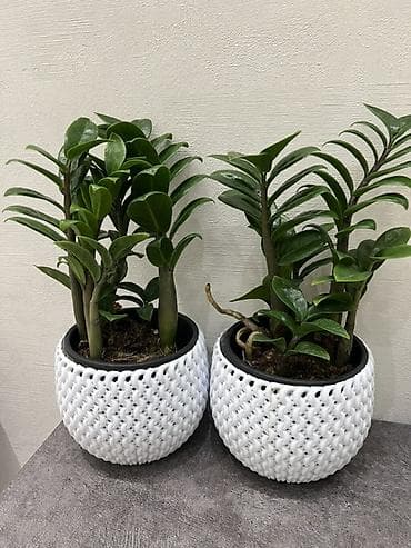 Үй жана бакча: Замиокулькас зензи по 7,8 кустов в одном горшке (Zamioculcas — 2
