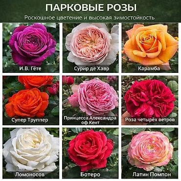 местные розы: Саженцы — 3