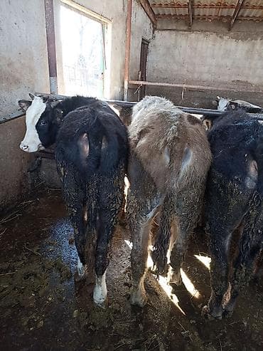 водолаз собака цена: Продаю | Бык (самец) | Полукровка | На откорм | Привязанные — 1