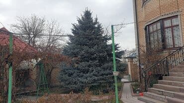 город карабалта: Үй, 578 кв. м, 6 бөлмө, Риелтор, Дизайнердик оңдоо — 4