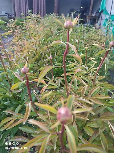 горошок для цветов: Пионы травянистые, сорт с насыщенно-рубиновыми бутонами.болеее 50шт — 1