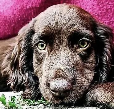 купить охотничью собаку: Дратхаар, 3 месяца, Самка — 4