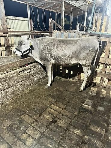 Продаю | Бык (самец) | На откорм