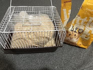 хомяк сирийский: Сирийский хомяк + комплект для содержания В комплект входит: - — 2