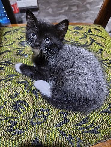 куплю сиамского котенка: Отдам котят в хорошие руки. возврат 2 месяца. кушают корм, к лотку — 4