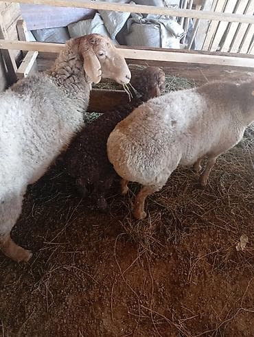 продаю животных: Продаю | Овца (самка) | Для разведения | Матка — 3