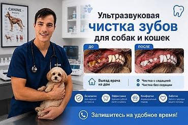 сколько стоит лабрадор собака: Ультразвуковая чистка зубов для собак и кошек на выезд! Здравствуйте! — 1
