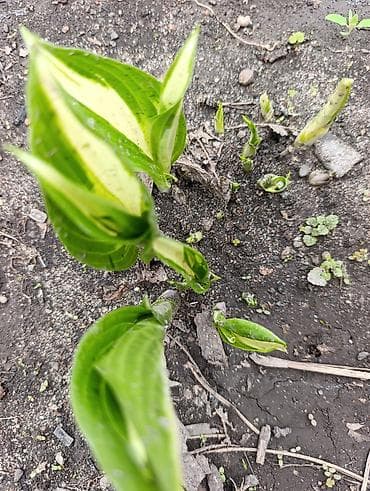 Продаю хосту