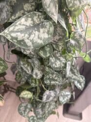 новый аквариум: Продаю сцендапсус из личной коллекции. Взрослое растение . Очень — 5