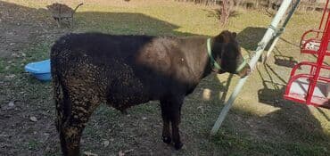 Грызуны: Продаю | Бык (самец) — 4