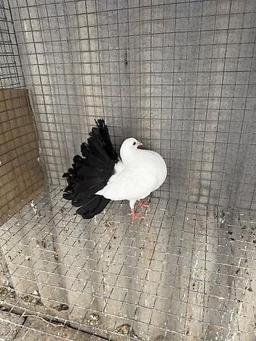 Птицы: Продаётся пискун павлин с чёрным хвостом хвост пышный! Голуби, адрес — 3