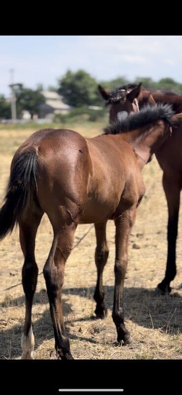кролик декоративный: Продаю | Кобыла (самка) | Английская | Для разведения | Племенные — 3