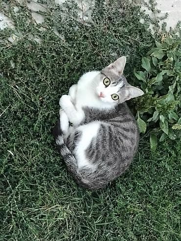 scottish fold: Кошка даром: Беспородная, 1 год, Девочка, Приучена к лотку, Проглистована — 3