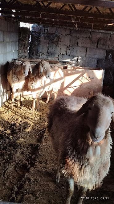 лошадь кабыла: Продаю | Овца (самка) | Для разведения — 2