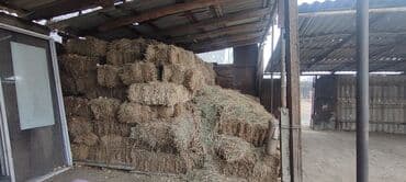 кормовая соль для животных: Сено второго укоса, привезено из Чон-Кемина. Количество: 234 тюка — 3
