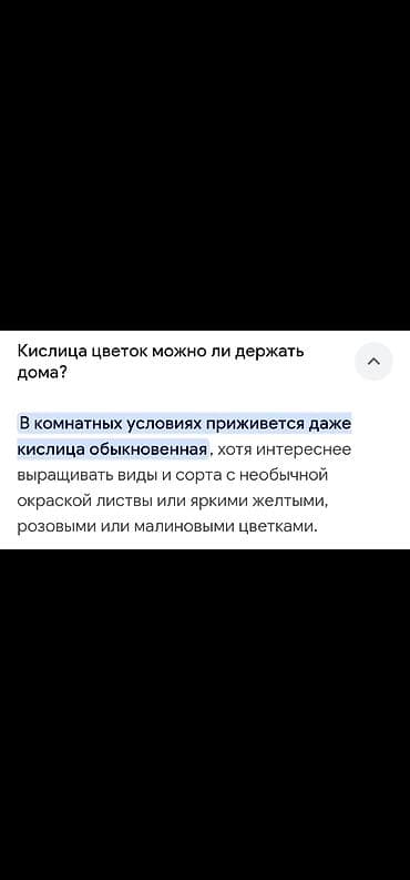 орхидея бинти бабочка: Будет пышная шапка Готов к переезду - Новый горшок✅️ - Новый — 4