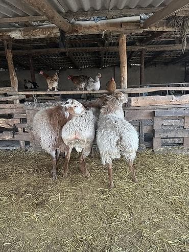 баран самка: Продаю | Баран (самец) | На забой — 2