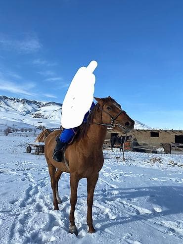 конь рабочий: Продаю | Жеребец | Полукровка | Рабочий | Осеменитель — 3