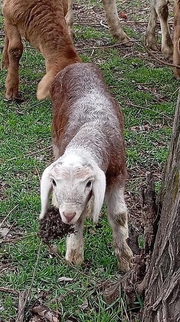 бычмал ат: Продаю | Овца (самка) | Гиссарская, Полукровка, Арашан | Для разведения | Матка — 4