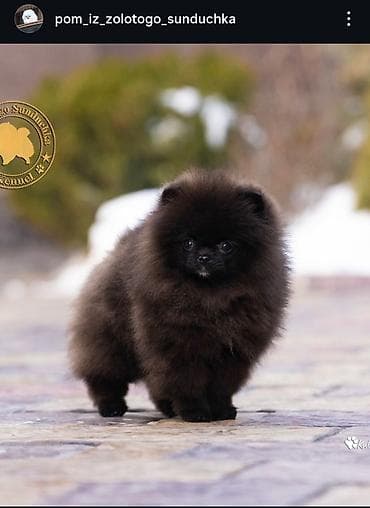 Продажа собак: Шпиц, 1 год, Самец, С прививкой — 1