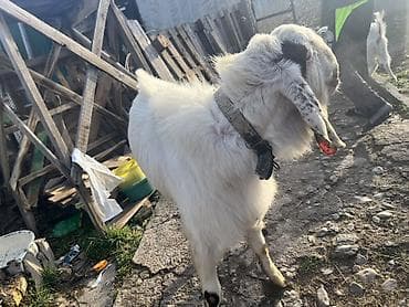 Продаю | Козёл (самец) | Полукровка | Для разведения | Племенные at lalafo.kg Продаю | Козёл (самец) | Полукровка | Для разведения | Племенные