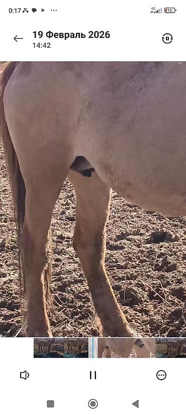 продаю баран сокулук: Сатам | Жылкы (эркек) | Аргын | Жумушка | Мерин — 3