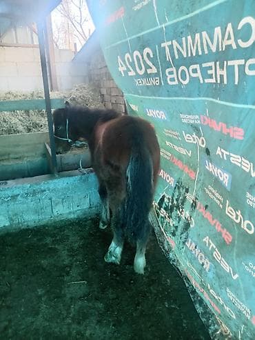 Грызуны: Продаю | Жеребенок | Для разведения — 6