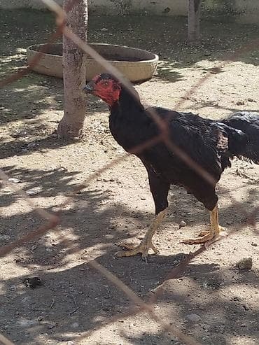 алмаша: Сатам | Тооктор — 5