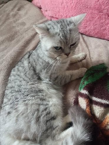 порода: Срочно отдадим кота в хорошие руки,мальчик прямоухий 1,5года тигровый — 1