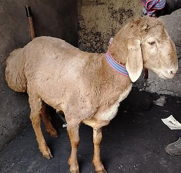 алабай собаки: Продаю | Ягненок, Баран (самец) | Арашан | Для разведения | Племенные, Осеменитель — 7