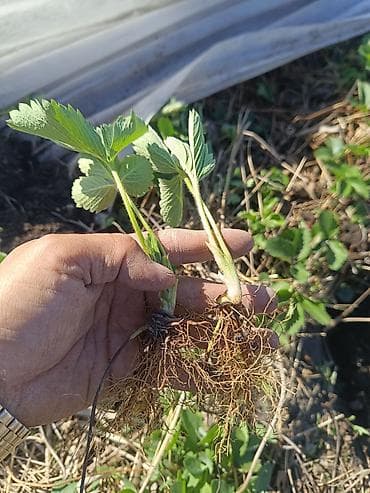 Рассада садовой земляники (клубники) сорт КЛЕРИ ЕСТЬ В НАЛИЧИИ - Тип — 2