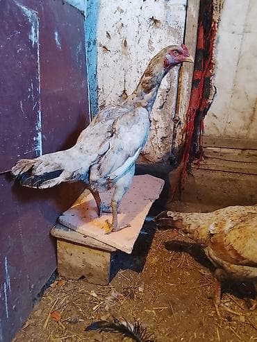 товары для животных: Эки дакан тоок сатылат — 1