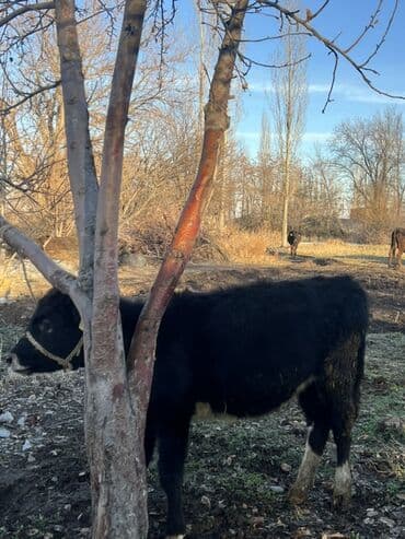 Кошки: Продаю | Тёлка, Музоо, торпок | На откорм | Привязанные — 5