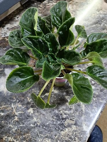 фиалка: Сортовые фиалки С цветочками по 300с Без цветочков 250с Детки по 150с — 2