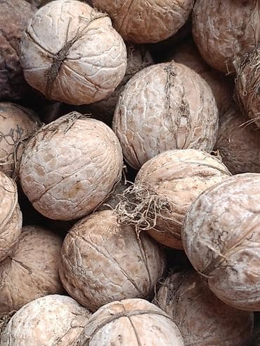 фисташка цена бишкек: Продаю орехи — 1