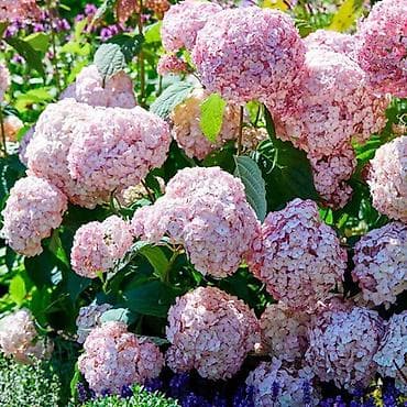 азалия цветок: Саженцы Самовывоз, Платная доставка — 1