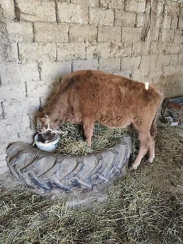 Айыл-чарба жаныбарлары: Сатам | Бука (эркек) — 3