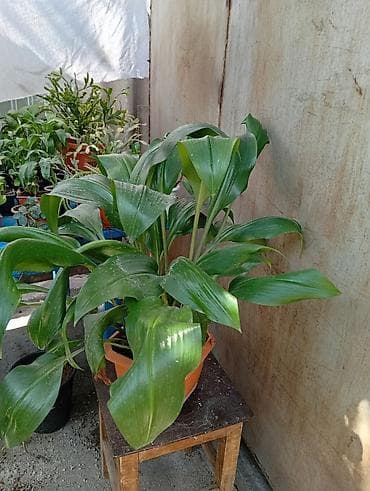цветы лимон: Комнатные декоративные растения в горшках: 1) Фикус эластика — 2