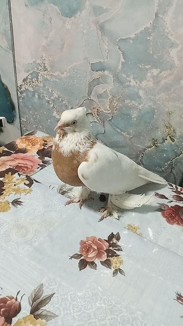кошка шотландская цена: Нават тош самка на продажу — 1