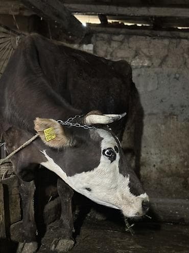 конь ат: Продаю | Тёлка | Полукровка | Для разведения | После отела — 4