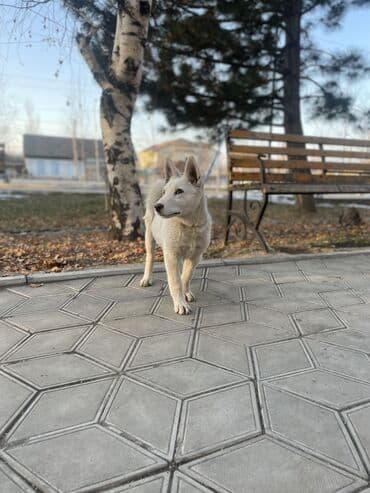 беговая дорожка для собак: Лайка, 3 месяца, Самка, С прививкой — 4