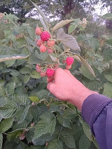 Малина Самовывоз, Платная доставка