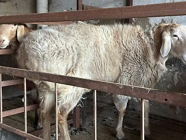 арабский лошади: Продаю | Баран (самец) | Арашан — 2