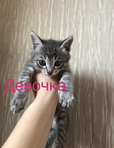 где можно взять кошку бесплатно: Кошка даром: Ангорская, 2 месяца, Девочка, Приучена к лотку — 1