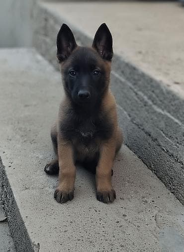 купить овчарку щенка: Бельгийская овчарка, 2 месяца, Самка, С прививкой, С родословной — 2